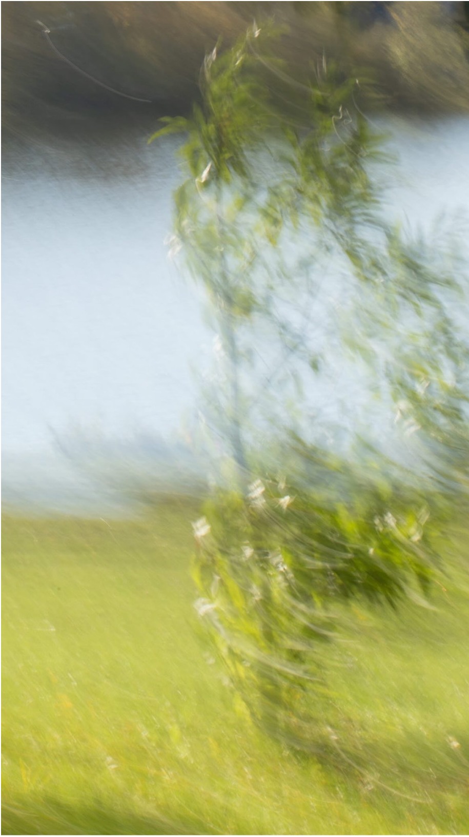 Blurred tree and water