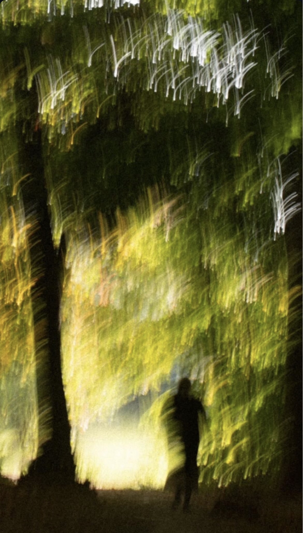 Figure beneath blurred trees