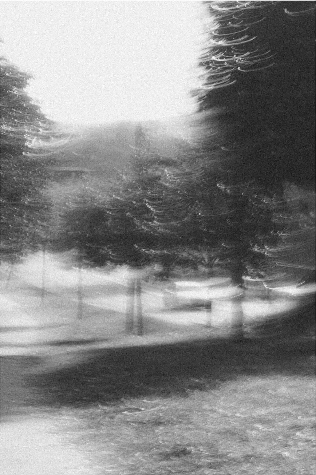 Monochrome blurred forest